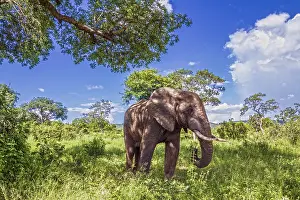 Appendi: African bush elephant (Loxodonta africana) in Kruger