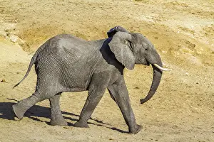 Transborder: African bush elephant (Loxodonta africana) in Kruger
