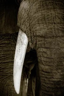 Integumentary: African bush elephant (Loxodonta africana). Ruaha