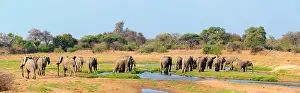 Flows: African bush elephant (Loxodonta africana), Ruaha