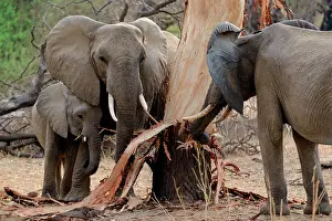 Searches: African bush elephant (Loxodonta africana) stripping