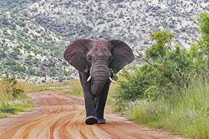 Nosed: African bush elephant (Loxodonta africana) walking
