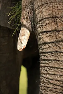 Rich Thomas: African Bush Elephant - trunk and tusk Ruaha National