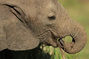 Removing: African Bush Elephant young Elephant removing