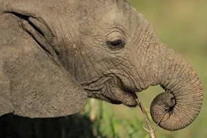 Removing: African Bush Elephant young Elephant removing