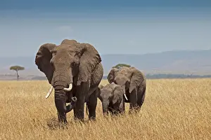 Leadership: Three African Bush Elephants (Loxodonta