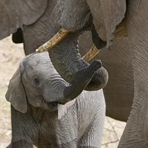 Nosed: African bush elephants (Loxodonta africana), mother