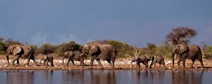 Klein: African Bush / Savanna Elephant - group at Klein