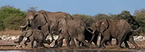 Klein: African Bush / Savanna Elephant - group at Klein