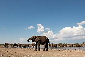 Klein: African Bush / Savanna Elephant - group at Klein