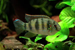 Cichlid: African Butterfly Cichlid (Anomalochromis thomasi)