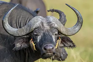 Oxpeckers: African / Cape Buffalo