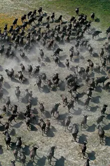 Stampede: African / Cape Buffalo - Aerial view of Cape Buffalo running