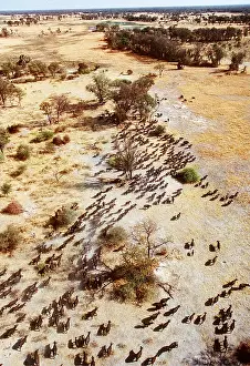Chris Harvey: African / Cape BUFFALO - aerial view of migration