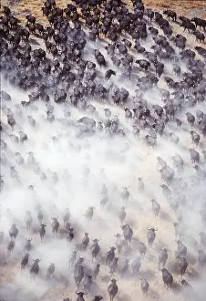 Chris Harvey: African / Cape BUFFALO - aerial view of stampede