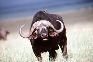 Operation: African / Cape BUFFALO - with bird on back