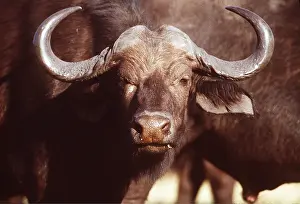 Buffalos: African / Cape BUFFALO - bull, close-up of head