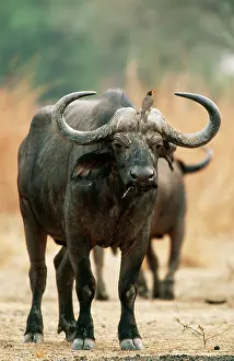 Oxpeckers: African / Cape BUFFALO - bull with Yellow-billed