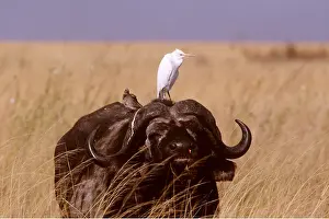 Alyssa Giustozzi: African / Cape BUFFALO - with Cattle Egret and Yellow-billed