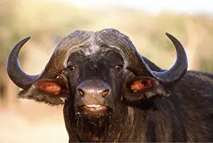 Chewing: African / Cape BUFFALO - close-up of bull head