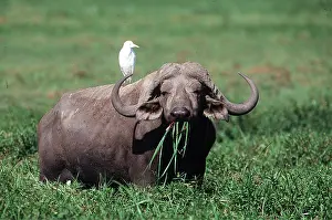 Chewing: African / Cape BUFFALO - eating grass with egret on back