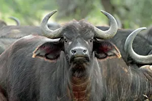 Rich Thomas: African / Cape Buffalo - female Mugie Ranch, Laikipia