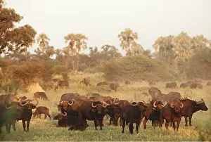 Buffalos: African / Cape BUFFALO - herd