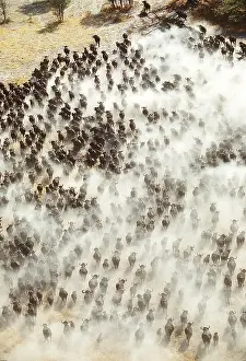 Migrating: African / Cape BUFFALO - herd migrating, kicking up dust
