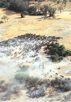 Stampede: African / Cape BUFFALO - herd on move during migration