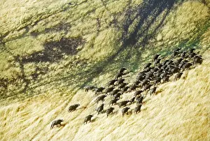 Chris Harvey: African / Cape BUFFALO - herd on migration near lagoon
