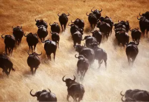 Buffalos: African / Cape BUFFALO - herd running