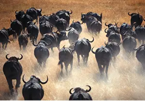 Buffalos: AFRICAN / CAPE BUFFALO - herd running