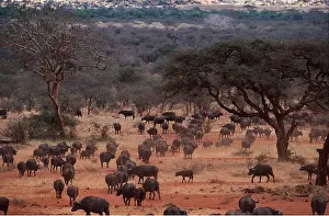Geoff Trinder: African / Cape BUFFALO - herd walking