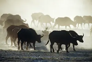 Buffalos: AFRICAN / CAPE BUFFALO - herd walking through dust
