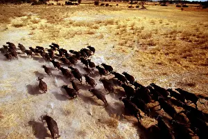 Migrating: African / Cape BUFFALO - migrating stampede