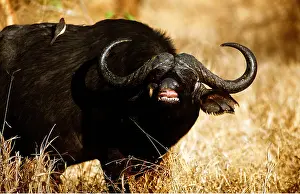 Operation: AFRICAN / CAPE BUFFALO - with mouth open and two Oxpeckers