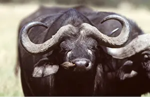 Operation: AFRICAN / CAPE BUFFALO - Oxpecker on nose