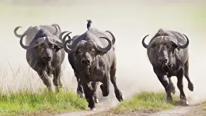 Stampede: African / Cape Buffalo running Masai Mara National