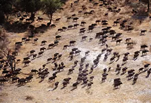 Stampede: African / Cape BUFFALO - stampede