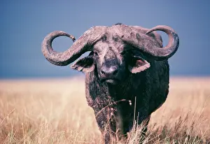 Yann Arthus-bertrand: African / Cape BUFFALO - viewed head-on / facing