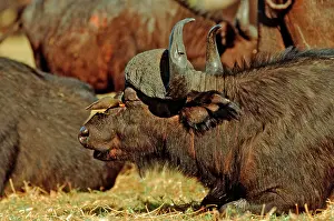 Oxpeckers: AFRICAN / CAPE BUFFALO - With Yellow-billed Oxpecker