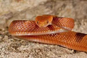 Northcott: African Cat Eye Snake, Telescopus semiannulata