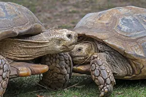 Tortoise: Two African (Centrochelys sulcata) spurred tortoises