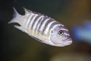 Cichlid: African Cichlid