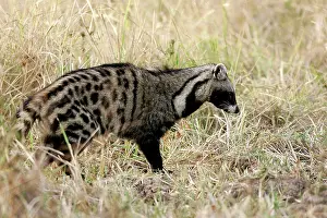 Civet: African Civet
