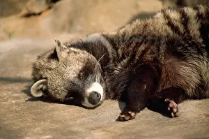 Civet: African Civet