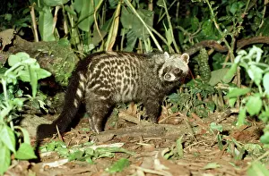 Civet: African CIVET