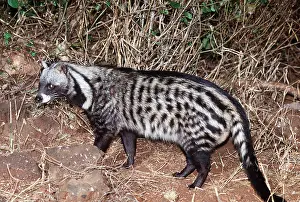 Ferrero Labat: AFRICAN CIVET