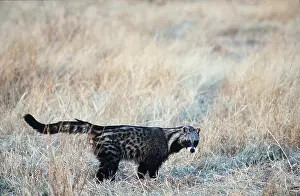 Civet: AFRICAN CIVET - alone in grass