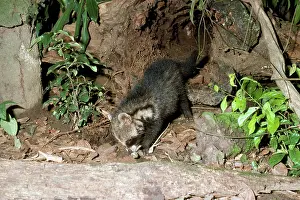 Leone: African CIvet - killing lizard